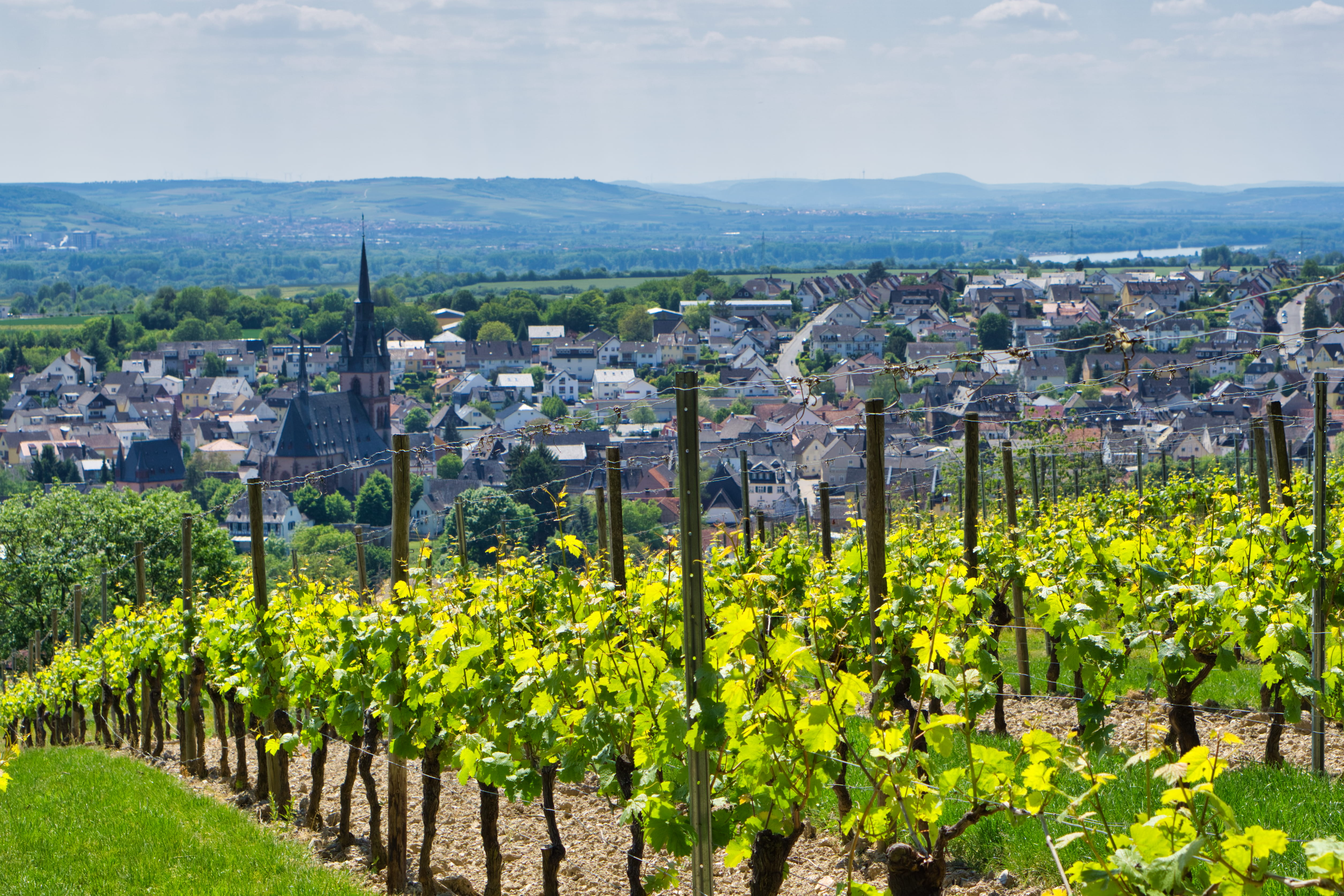 Pfalz und Rheingau