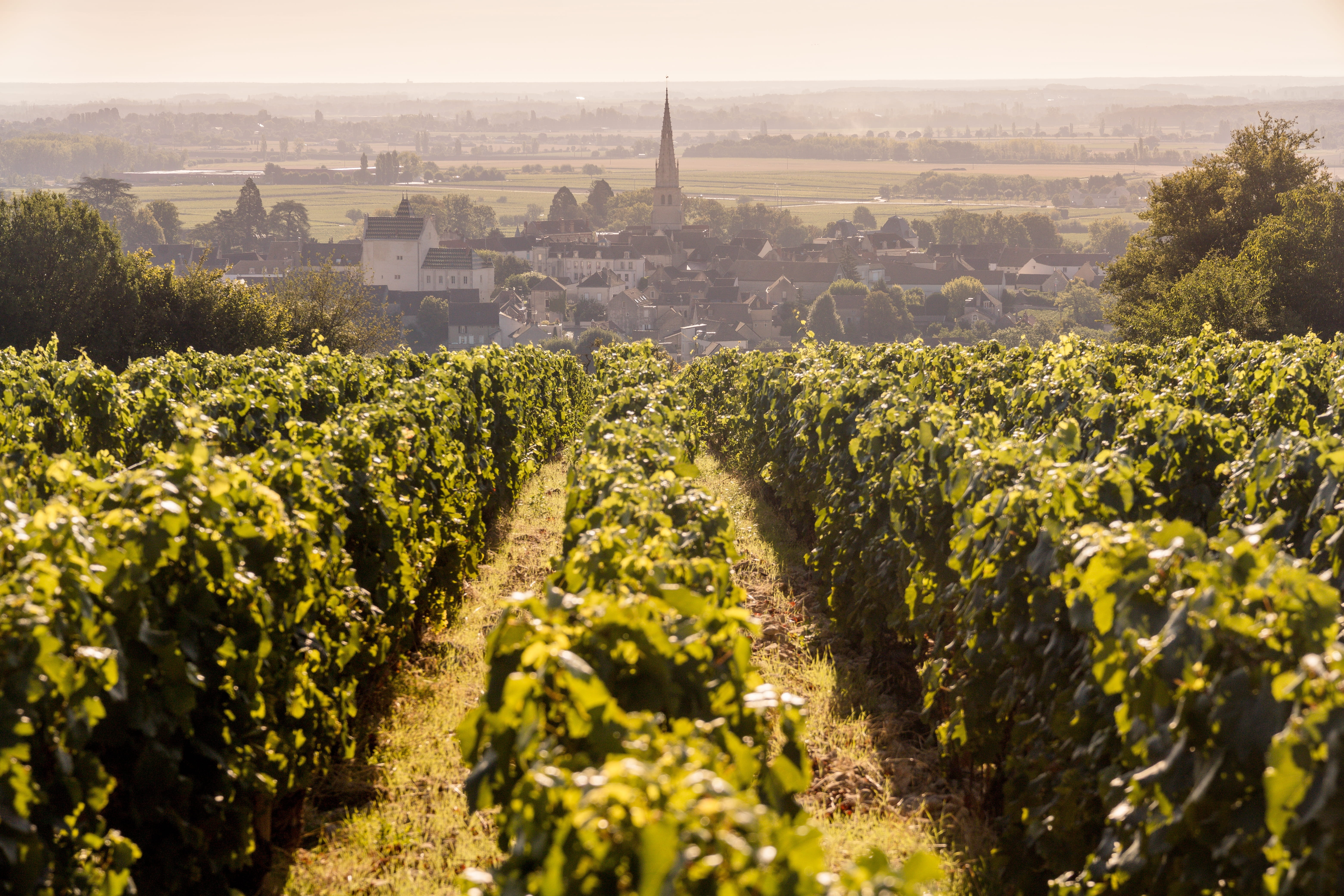 Burgund