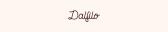 DALFILO DE/AT