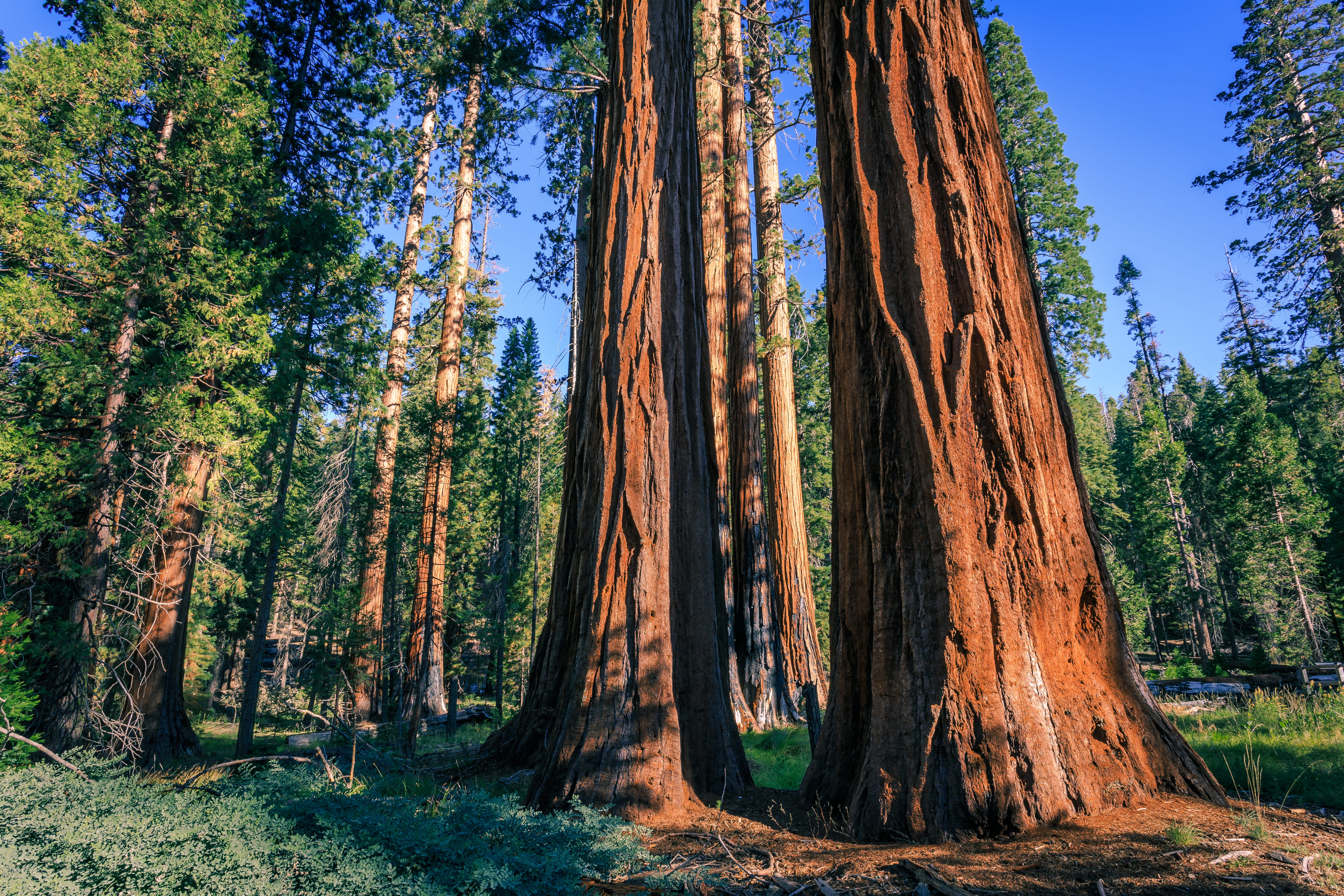 California National Parks Loop